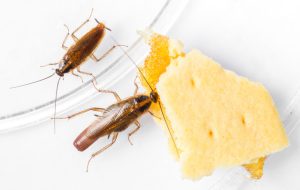 Pest Infestations