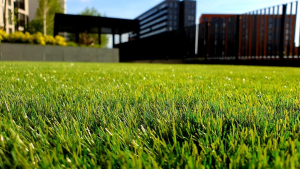 Lawn Care Business