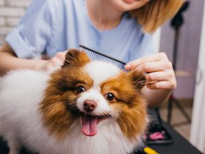 Dog Grooming