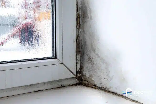 Moldy Window Frames - Reduce Condensation Before Growth Returns